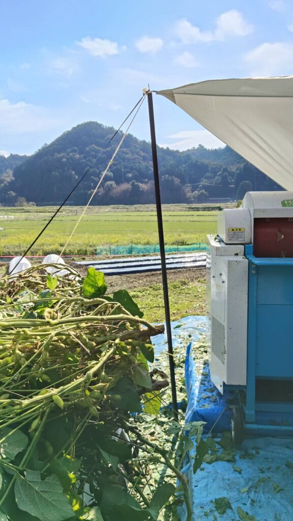 脱莢作業