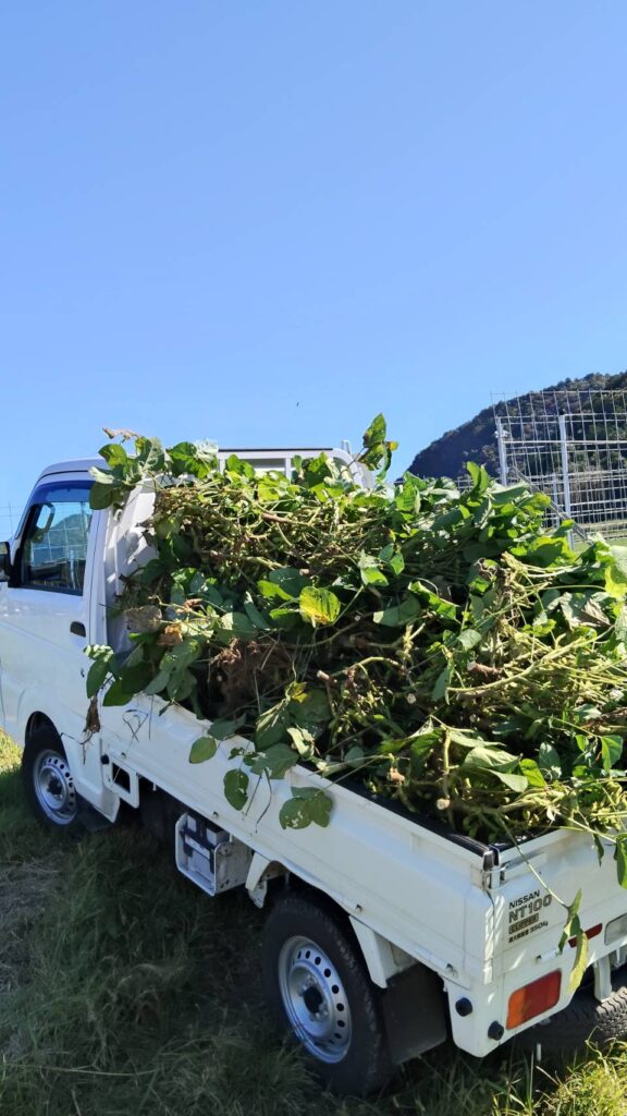 収穫した黒枝豆を積んだ軽トラック